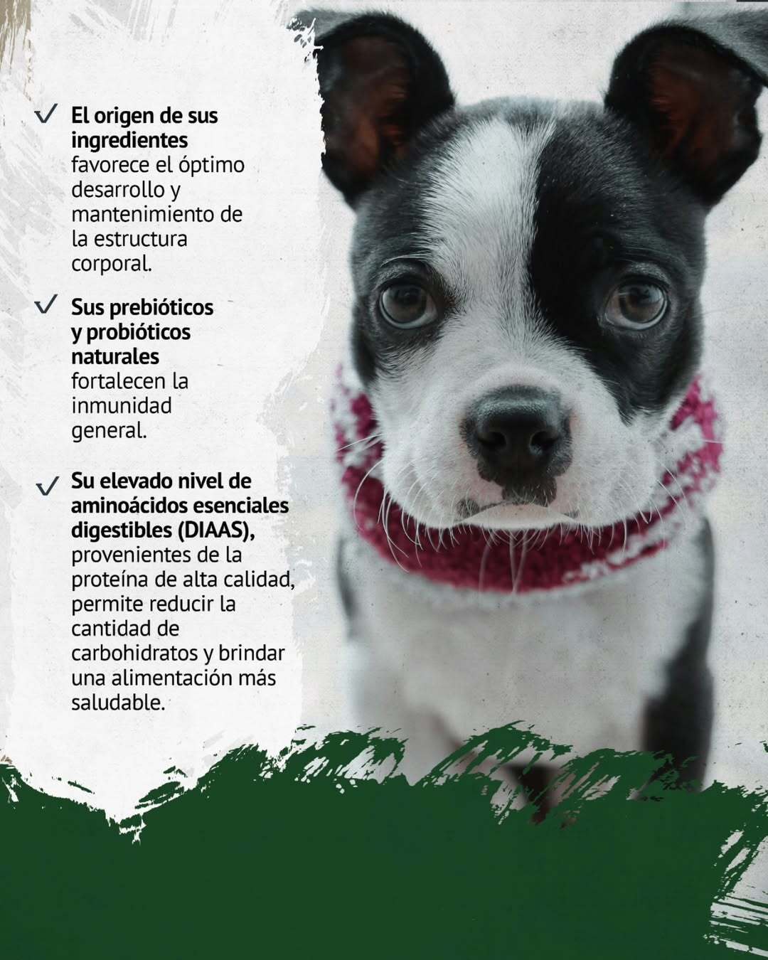 FAWNA DOG PUPPY SMALL BREED