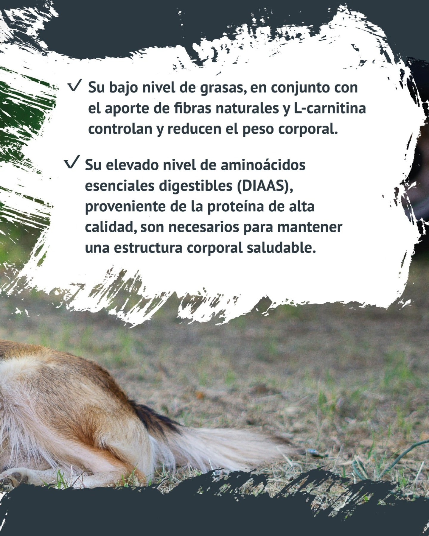 FAWNA DOG ADULT LIGHT